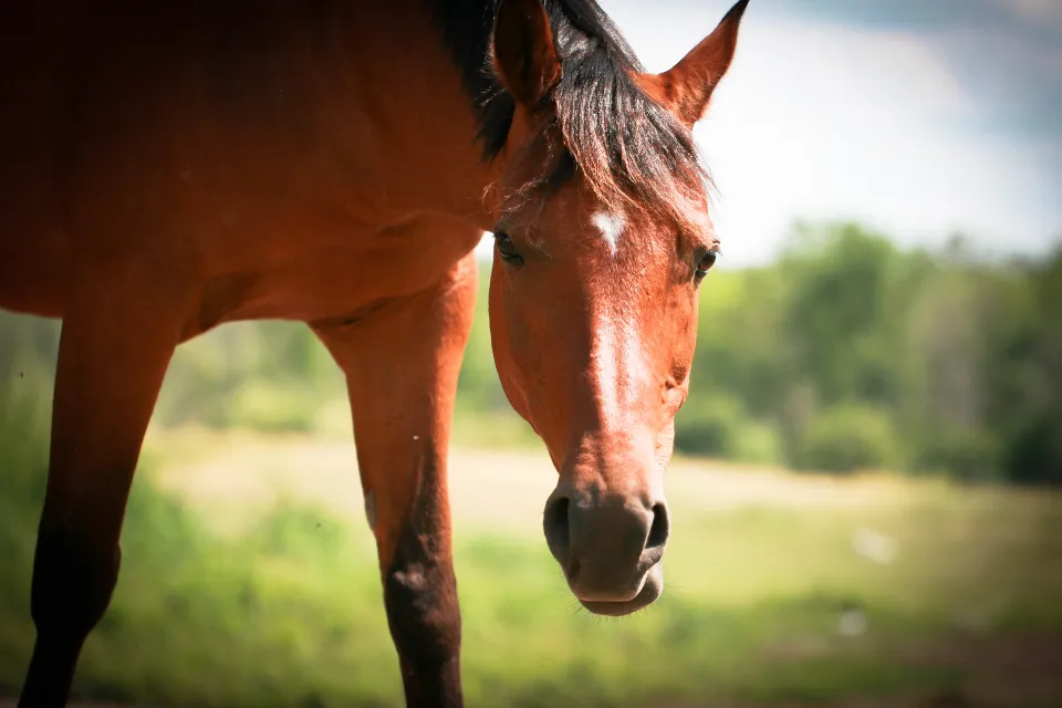 Pferd auf der Weide