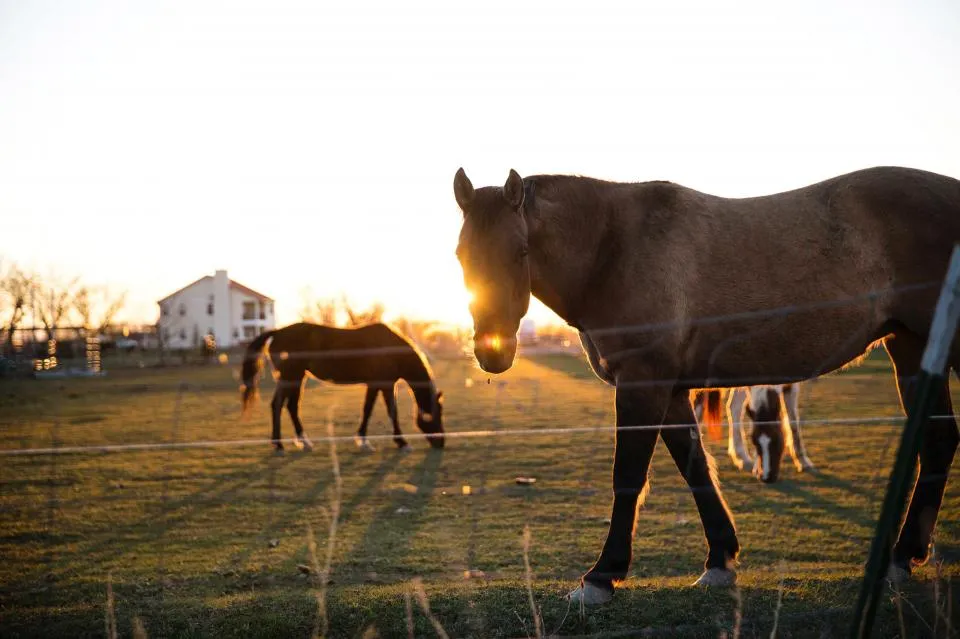 Pferde im Abendlicht